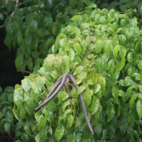 Dolichandrone spathacea (L.f.) Seem.